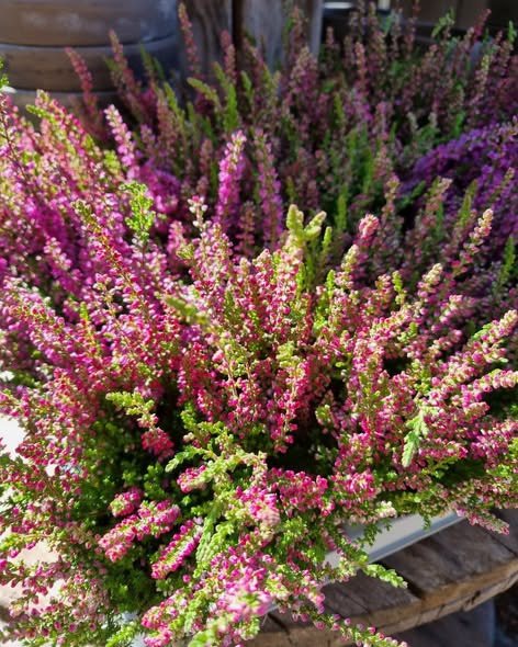 Fynbogården Blomster ApS har fået nye planter til krukkerne udenfor