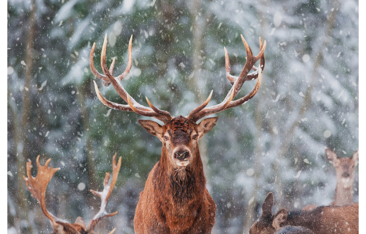 Julemand og rensdyr i herningCentret