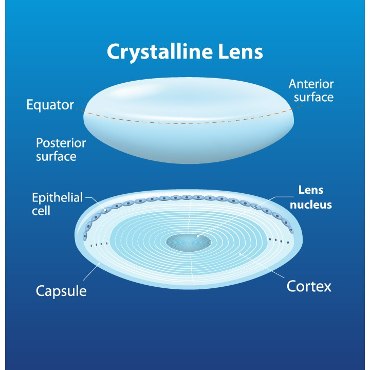 Ugens spørgsmål fra NYT SYN Kirkegade: hvad er linsen i øjet ansvarlig for?