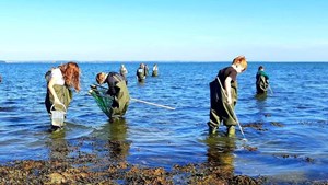 Lærere bliver til Havguides i unikt havmiljøudannelsesprojekt på Langeland