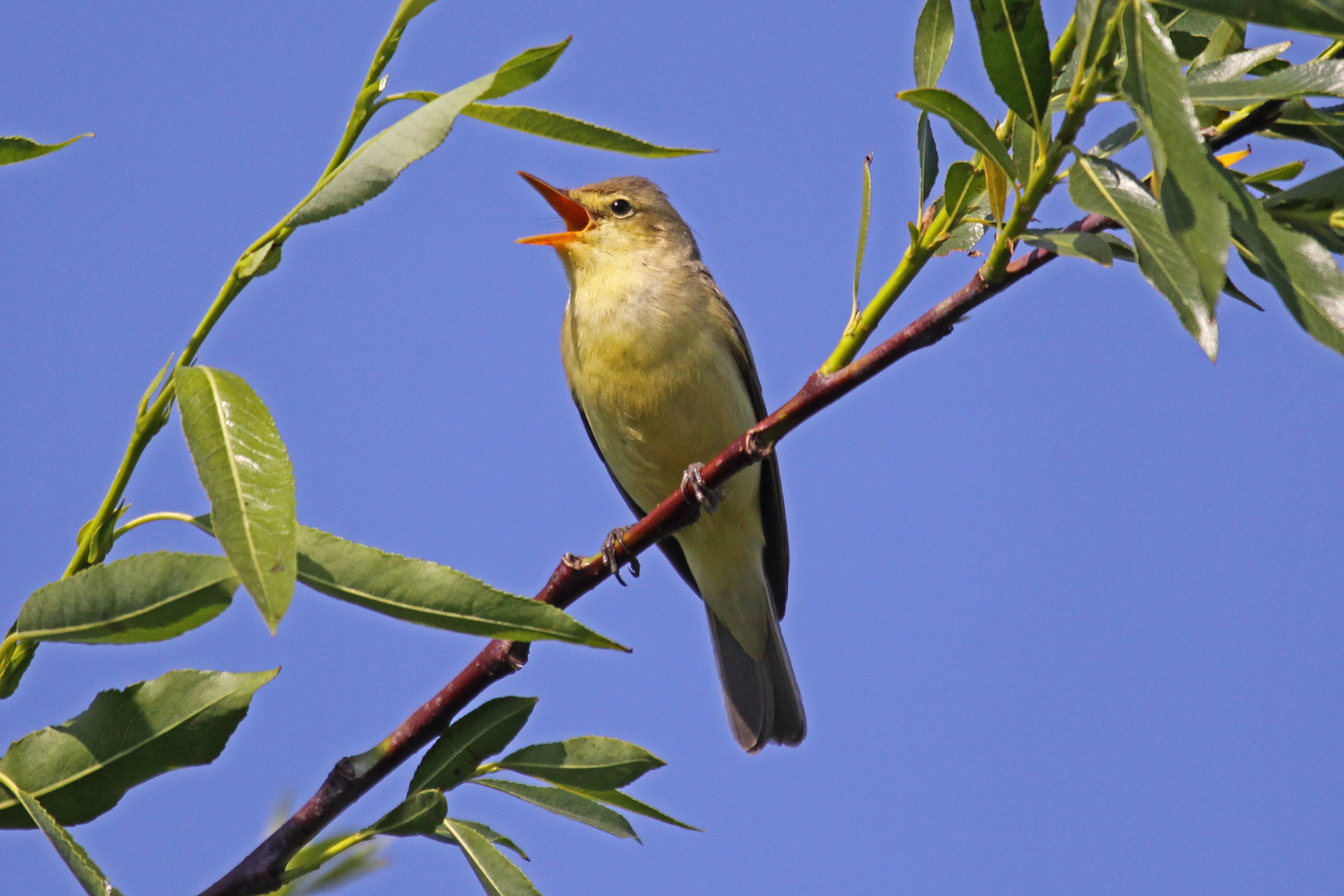 Oplev fuglesang i Tindbæk Hestehave