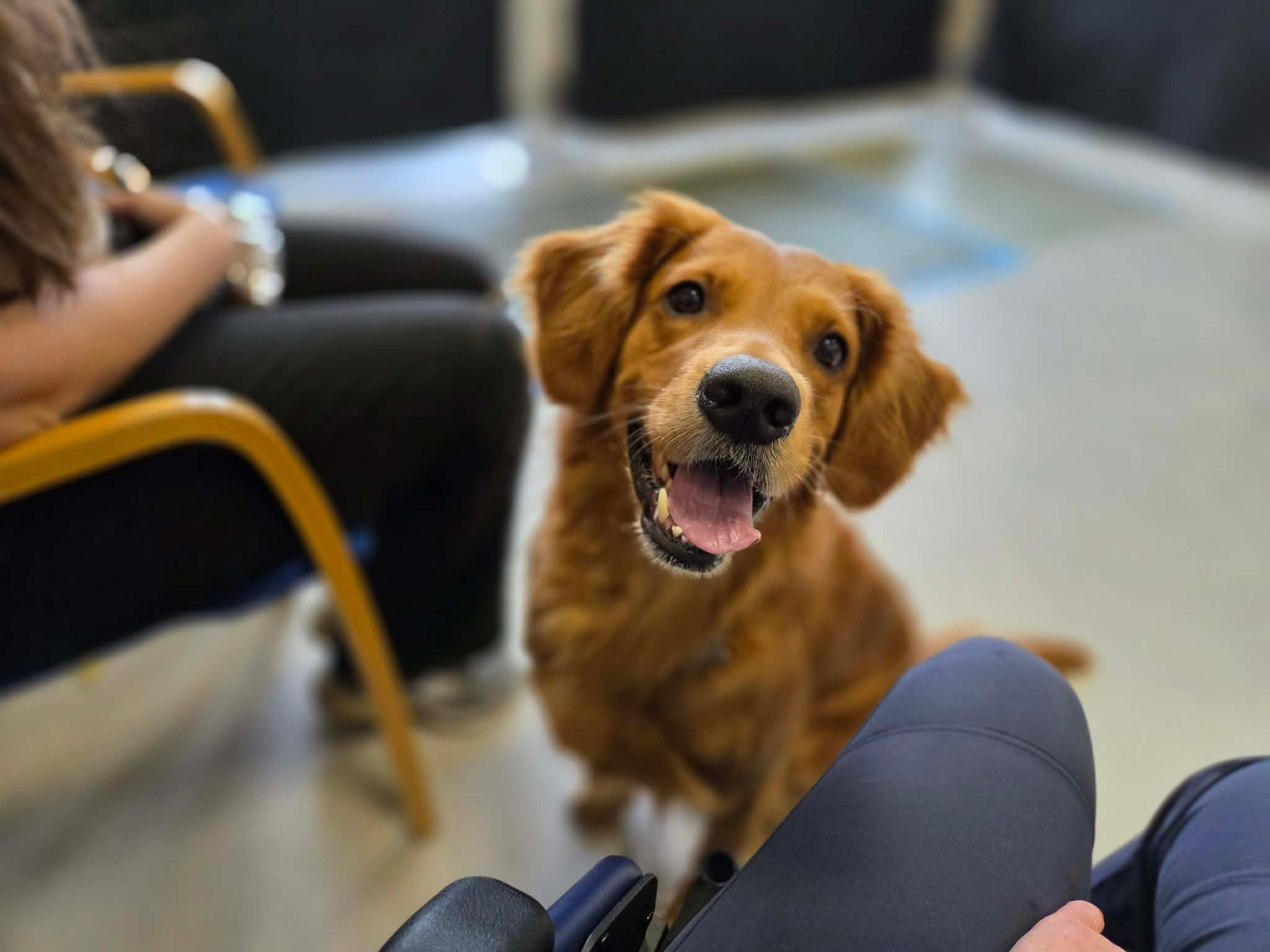 10 nye besøgshunde bestod optagelsesprøven i Brønderslev 