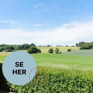 Opslagsbillede
