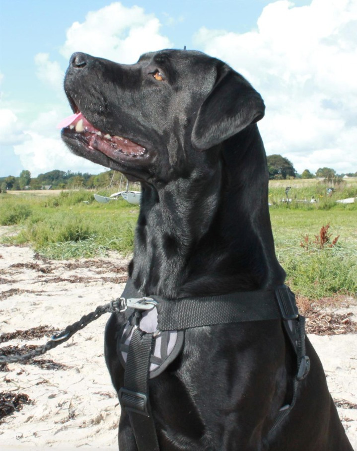 Camillas Dyrecenter lancerer ny ergonomisk hundesele mod trækadfærd