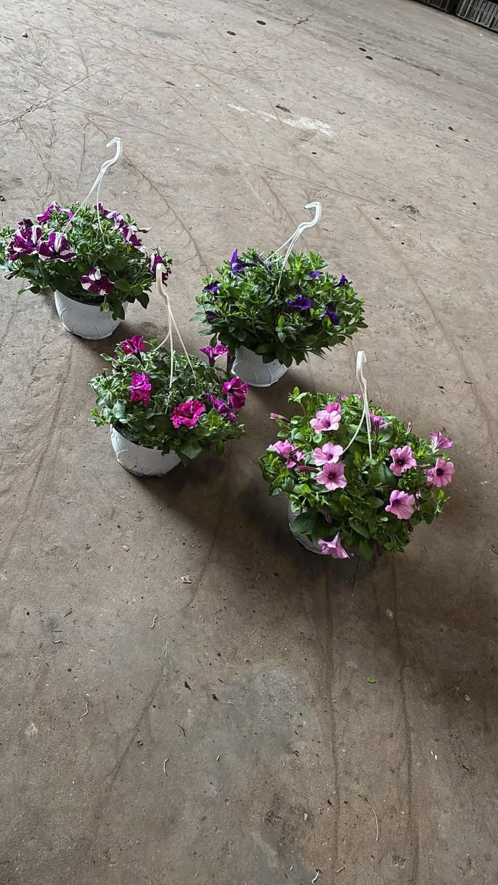 Løvbjerg Frederikshavn tilbyder petunia i ampler til særpris 59,99 kr