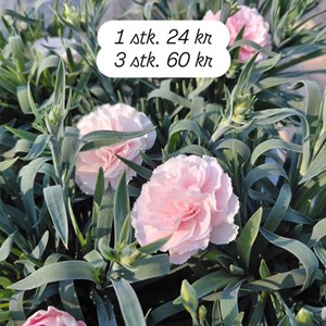 Opslagsbillede