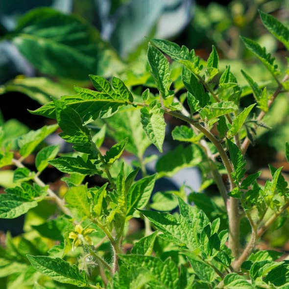 Rishøjgård Gårdbutik og Jordbrug præsenterer stort udvalg af økologiske tomatplanter til drivhuset