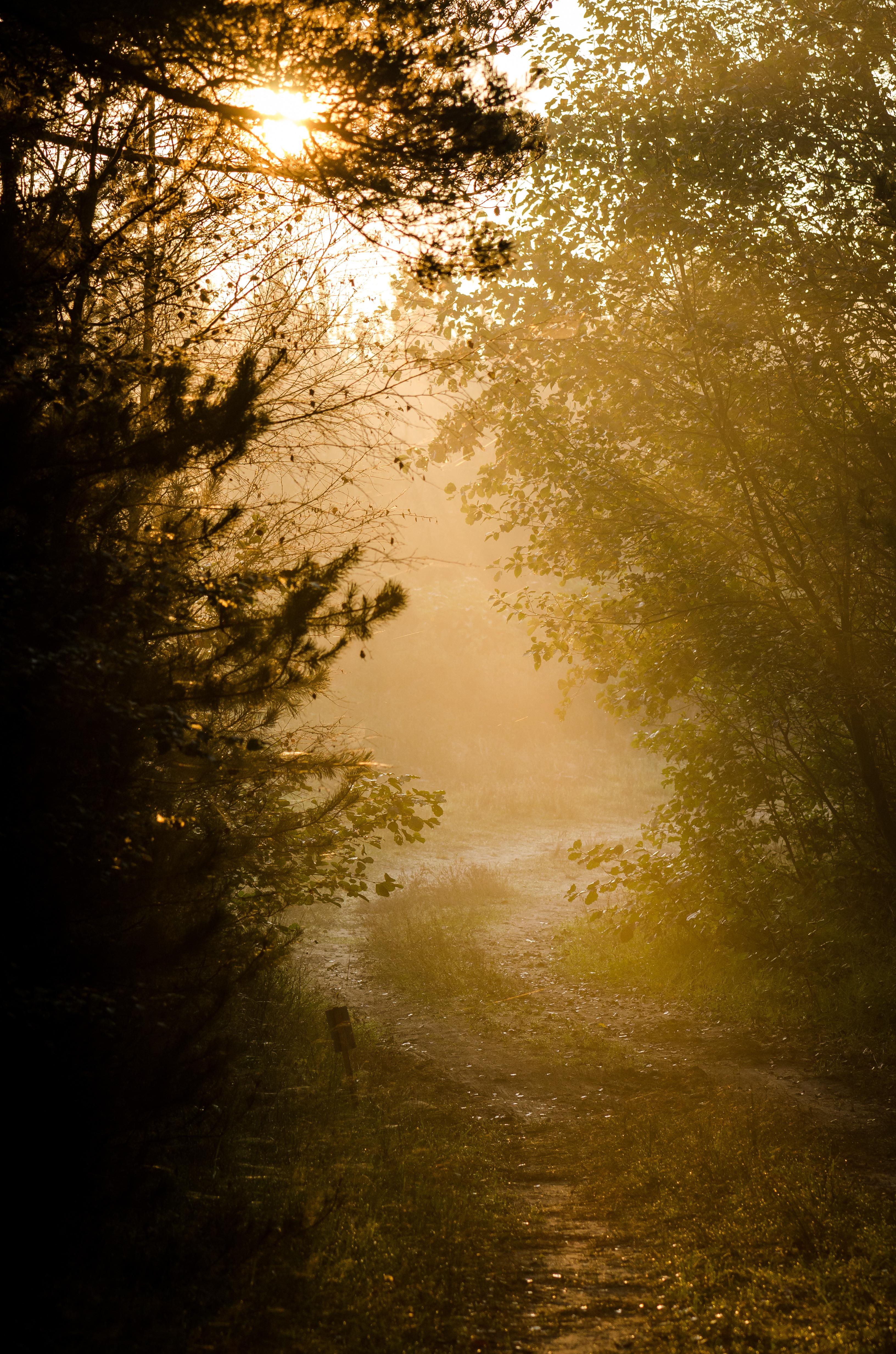 Litterær gåtur i Blåbjerg Plantage på Kvindernes Internationale Kampdag
