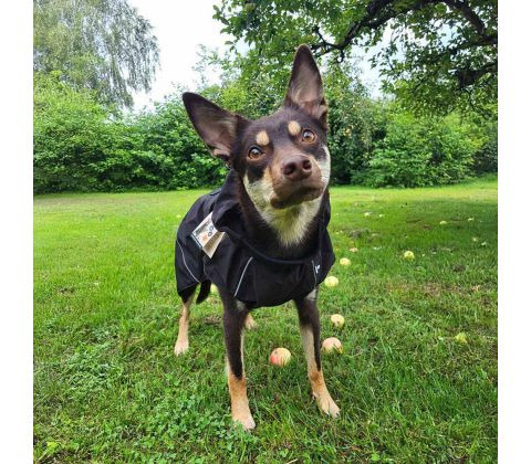 Camillas Dyrecenter: Sådan holder du din hund varm og tør i vintermånederne