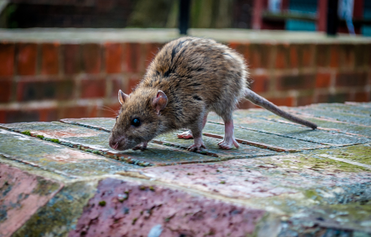 Holstebro Kommune får ny rottebekæmper