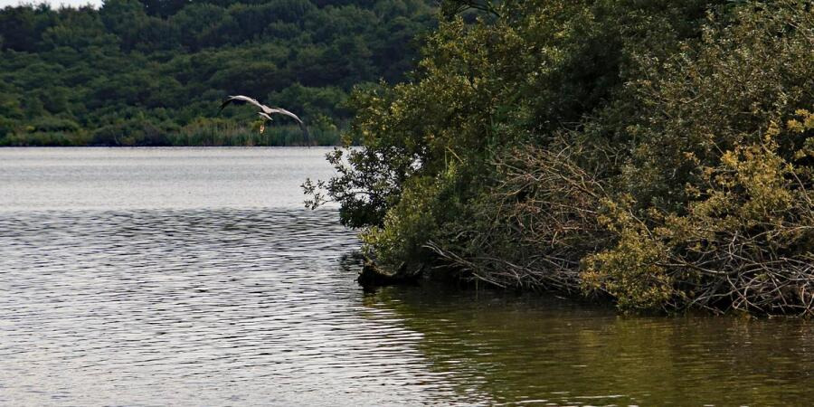 Oplev Maribo Søernes skønhed med turbåden Anemonen