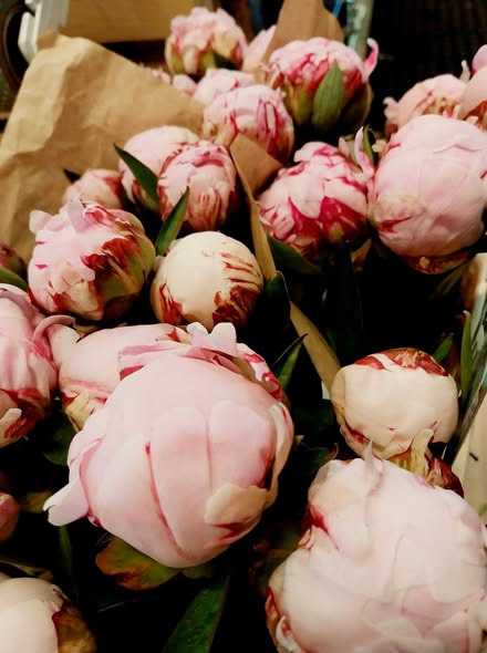 Tulipa Blomster & Havedesign har fået den smukke Sara Bernhardt-pæon hjem