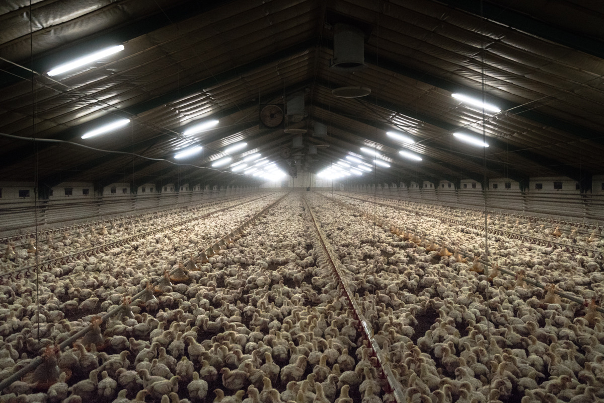 Første kommune i Region Sjælland dropper udskældt kylling