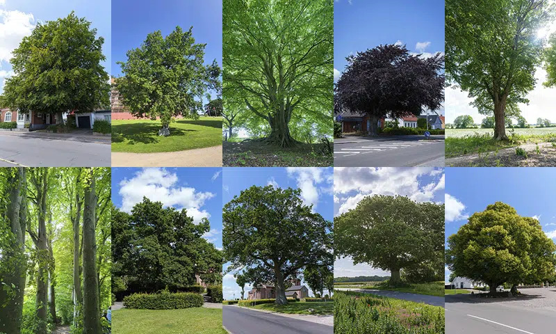 Kolding Kommune afholder konkurrence om årets træ med stor borgerinvolvering