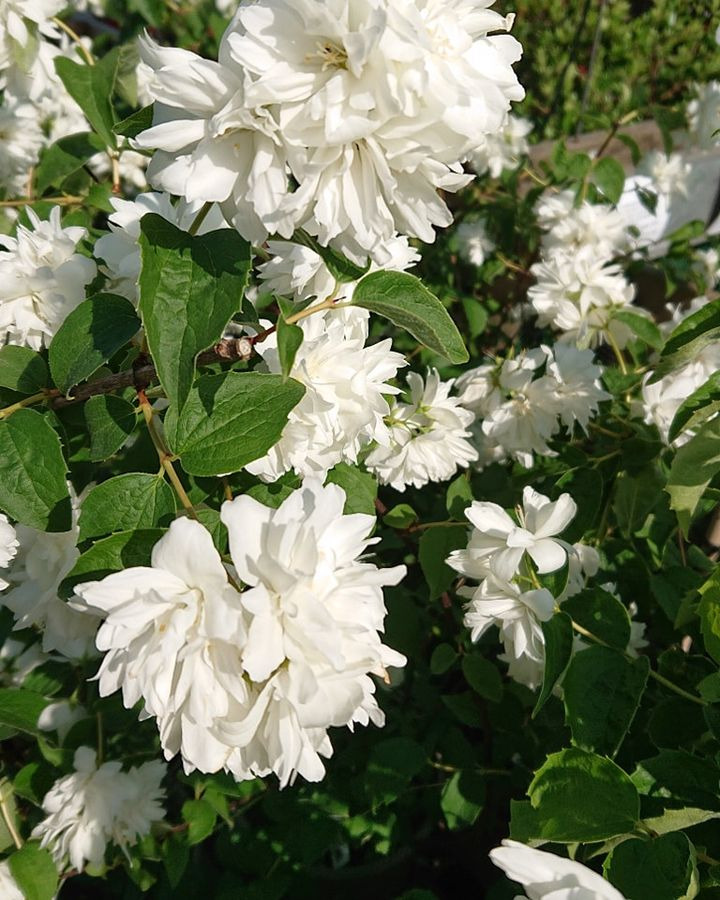 Hold trit med lokalområdet: Nyt fra Silkeborg