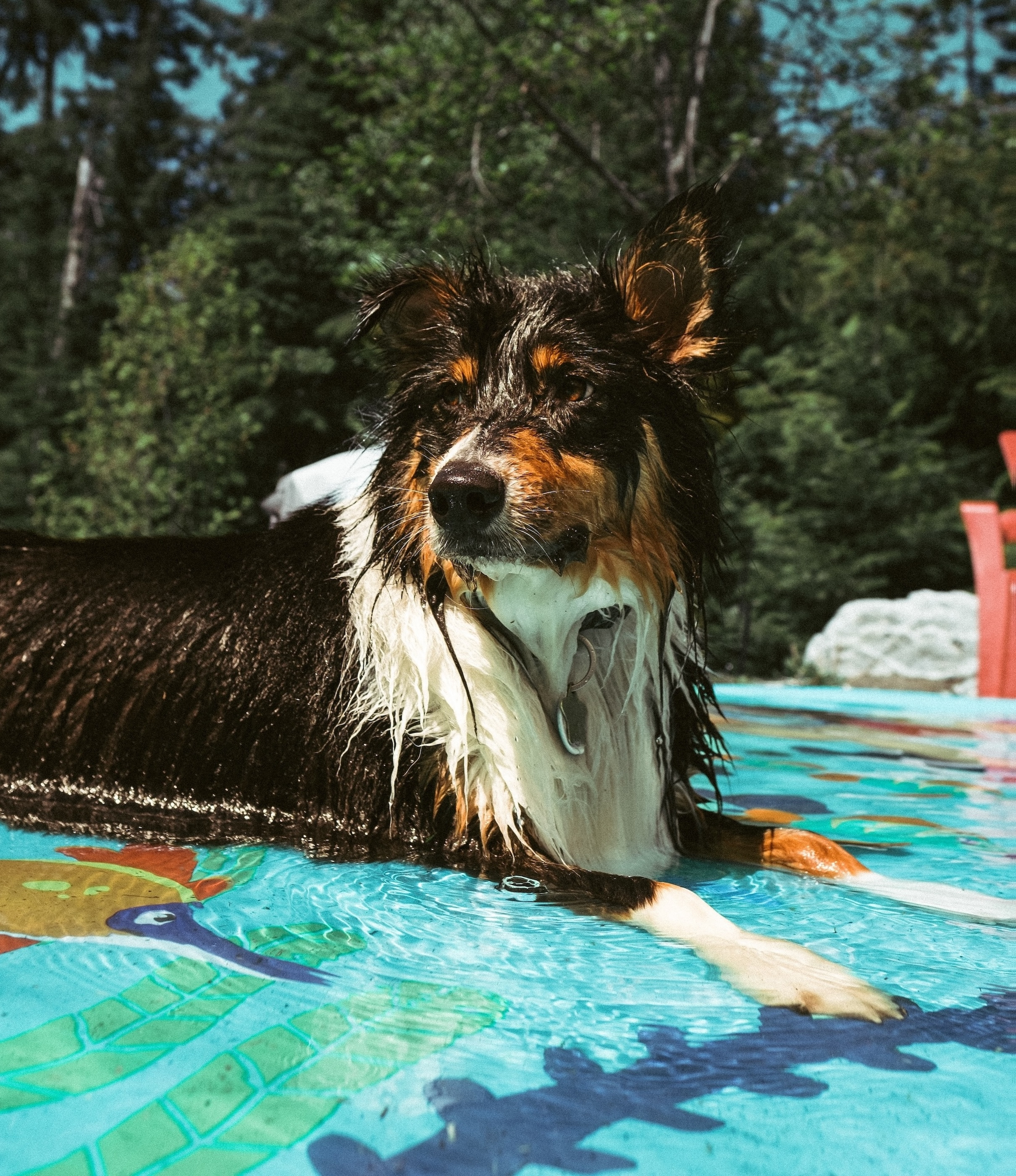 Vejledning i Maxi Zoo: Giv dit kæledyr en uforglemmelig sommer