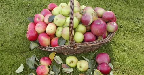 Midtjysk Gartnerhal tilbyder familiefrugttræ med fire æblesorter