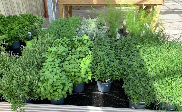 Opslagstavlen: Nyeste opdateringer fra Brønderslev