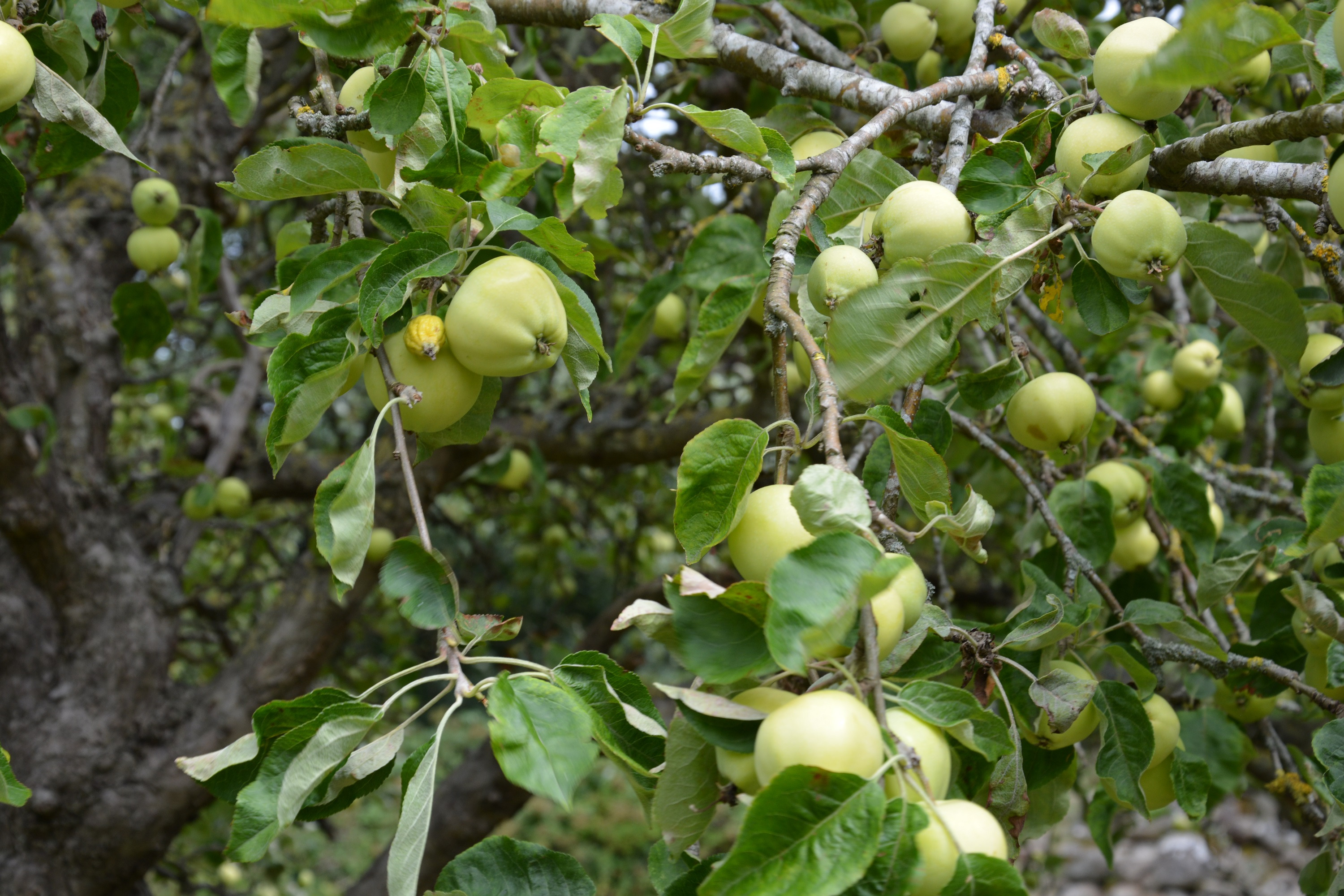 Tegne- og mostedag på Malergården