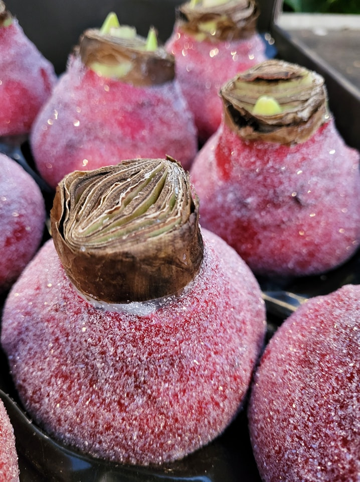 Opslagstavlen: Nyeste opdateringer fra Viborg