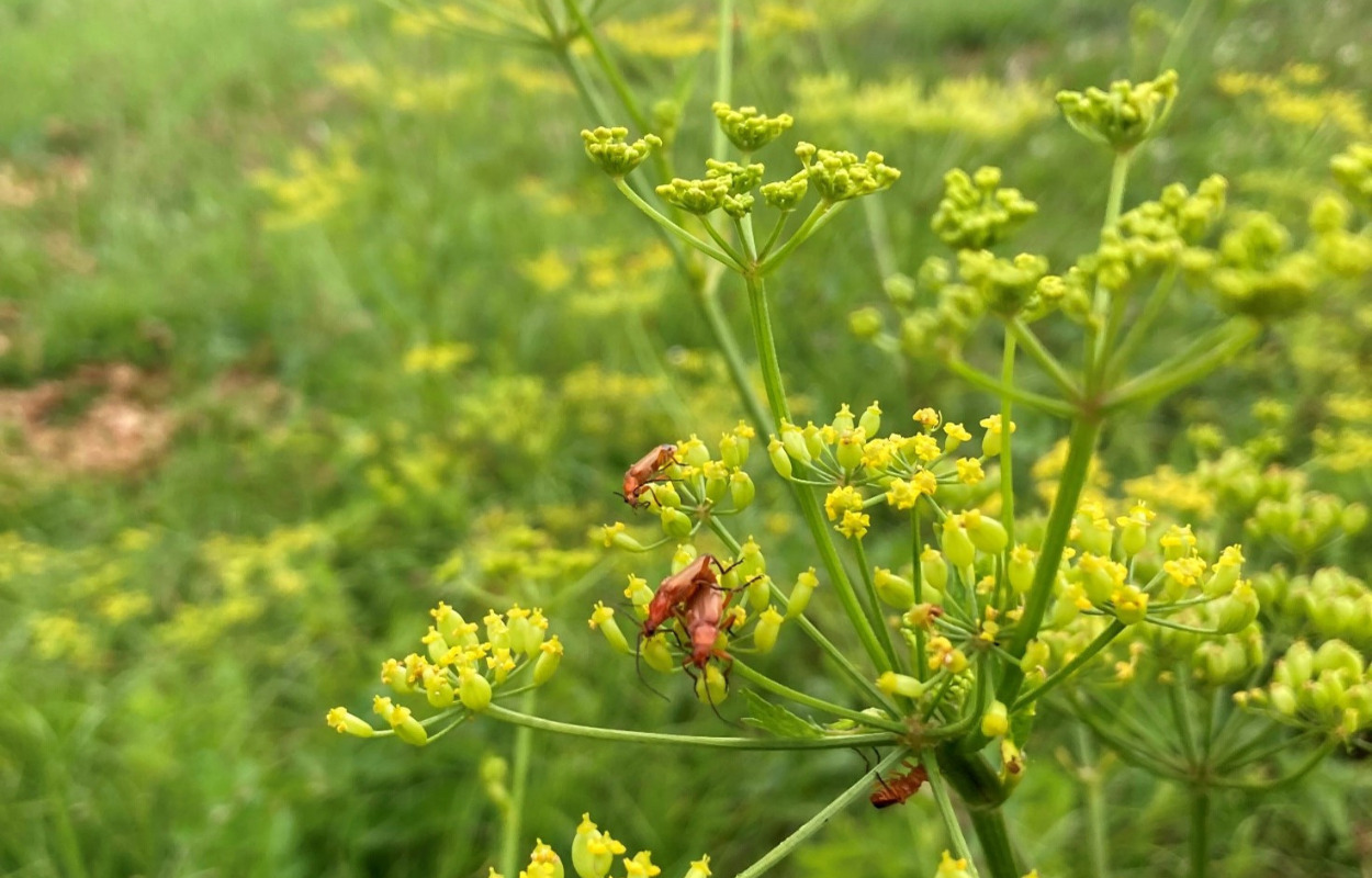 Giftige, men gavnlige planter trives i Albertslund: en balance mellem skønhed og fare i naturen