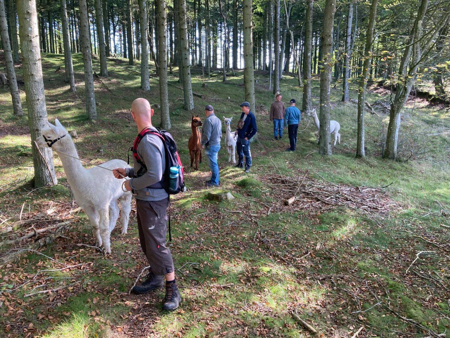 Walk and talk med alpaka - November 2020