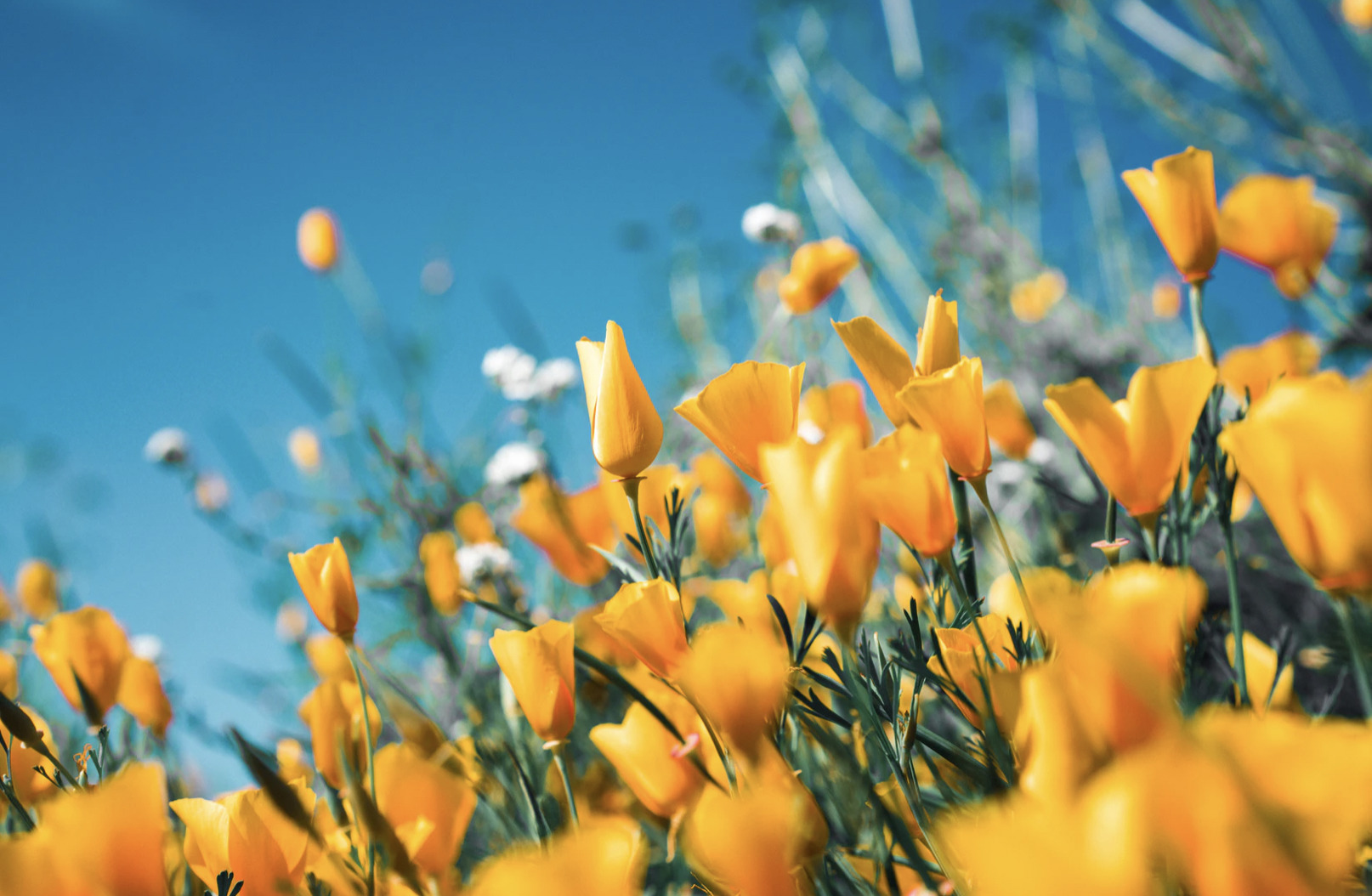 Vær med til at vælge byens blomster