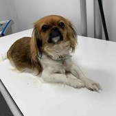 Vodskov Dyreklinik v/Thorstein Arnason afslører kommende hvalpekuld efter røntgenundersøgelse af Karma