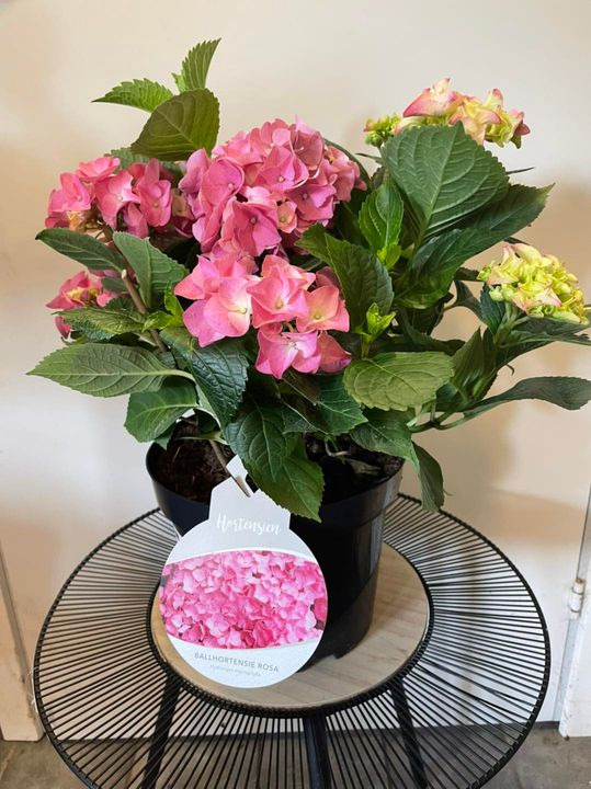 Opdatér dig her: Det nyeste fra Roslev