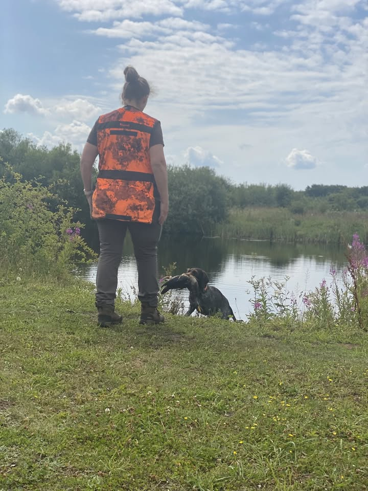 Apporteringstræning forbedrer jagthundes færdigheder i Esbjerg