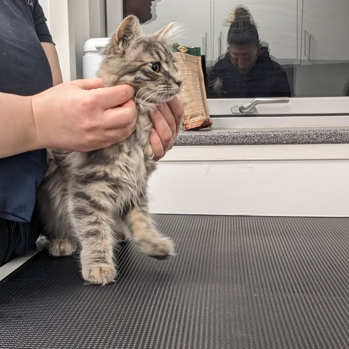 Athena finder et nyt hjem: En succeshistorie fra Vet til dig