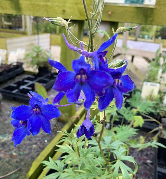 Det nyeste på Brønderslevs opslagstavle