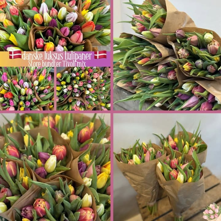 Meny Randers meldes udsolgt af danske luksustulipaner i Tivoli mix