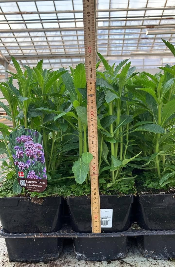 Meny Gl. Skagensvej tilbyder kæmpe verbena til sensommerhaven