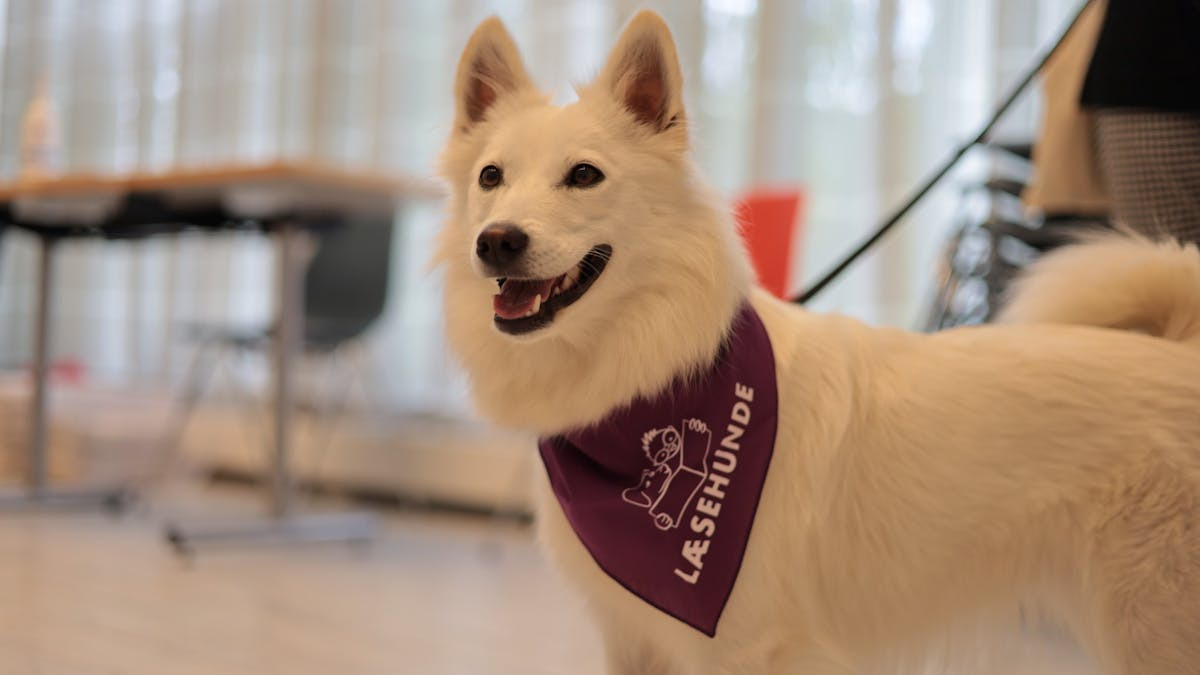 Tre spændende arrangementer på Viborgs hovedbibliotek