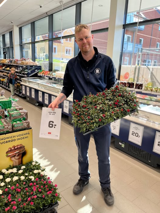 Rema 1000 Struer på Holstebrovej tilbyder mini roser til 6 kr.