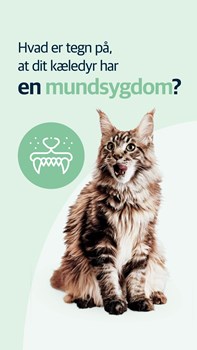 Opslagsbillede