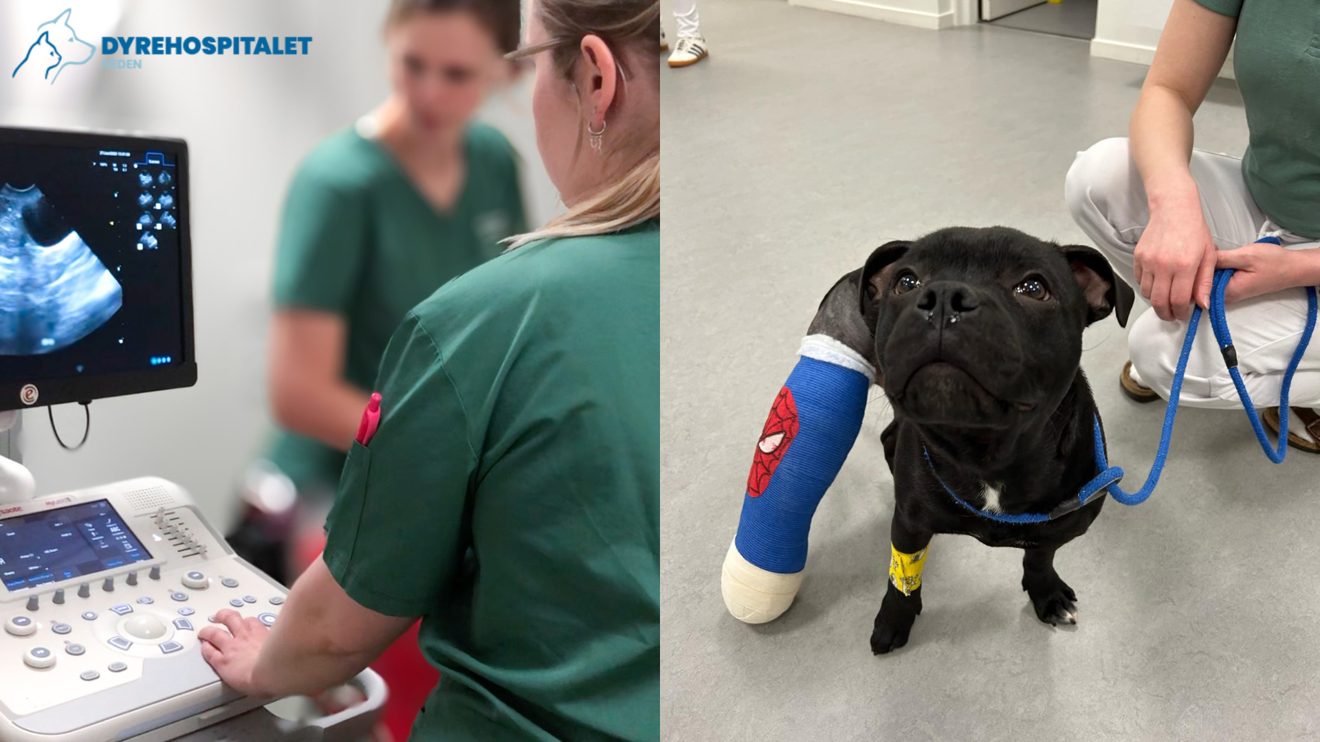 Dyrehospitalet Heden – dyrlæger med speciale i kæledyr