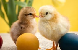 Besøg de søde påskekyllinger i Økolariet