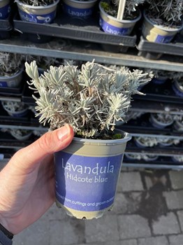 Opslagsbillede