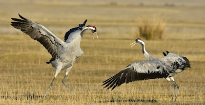 Oplev naturens og madens vidundere i Slagelse