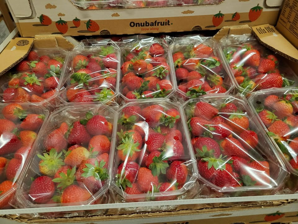 Løvbjerg Frederikshavn tilbyder spanske jordbær til afhentning i dag
