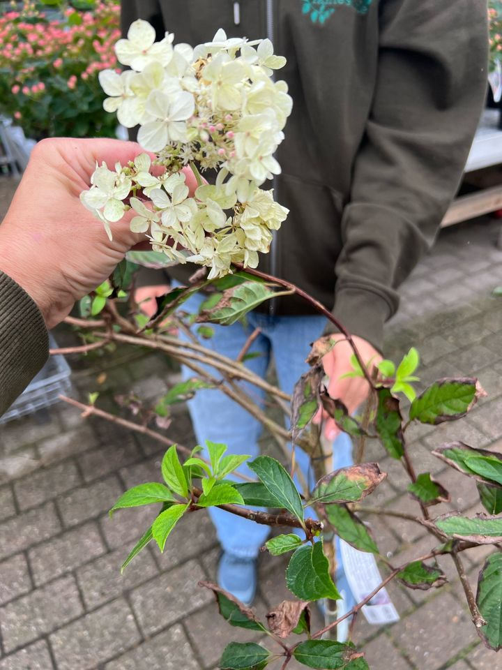 Hold trit med lokalområdet: Nyt fra Sæby