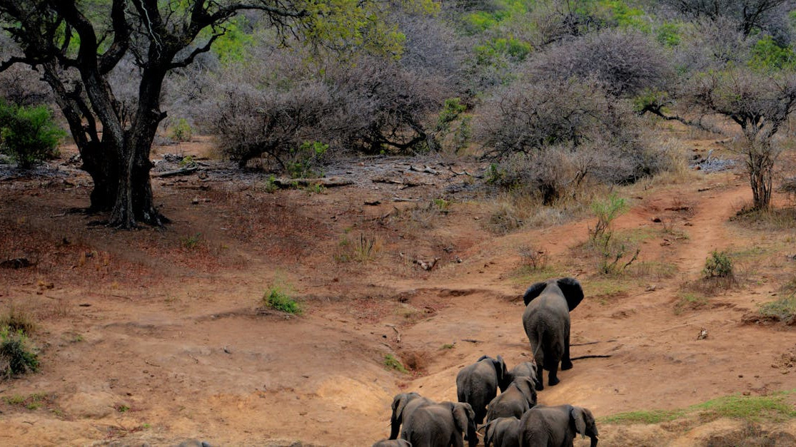 Udforsk verden af safarirejser - Et indblik i unikke oplevelser og bæredygtighed