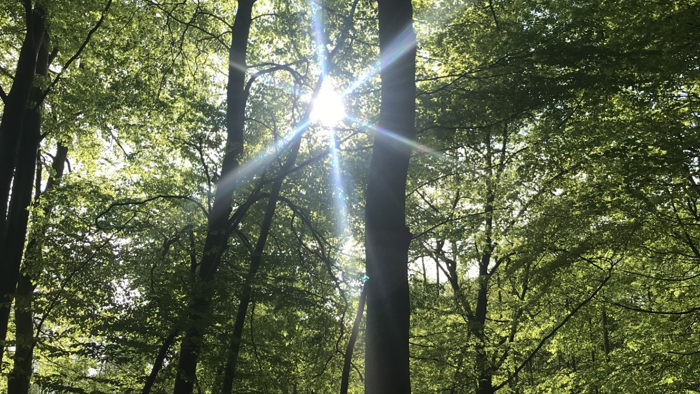 Oplæg om den grønne trepart: Fremtidens landskab og natur