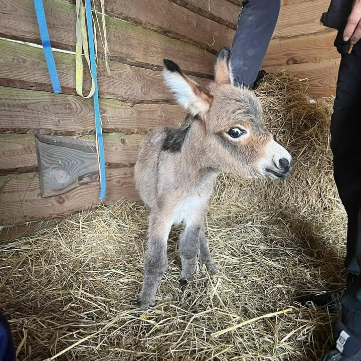 Vodskov Dyreklinik hjælper nyfødt æselføl og mor med behandling