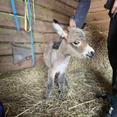Vodskov Dyreklinik hjælper nyfødt æselføl og mor med behandling