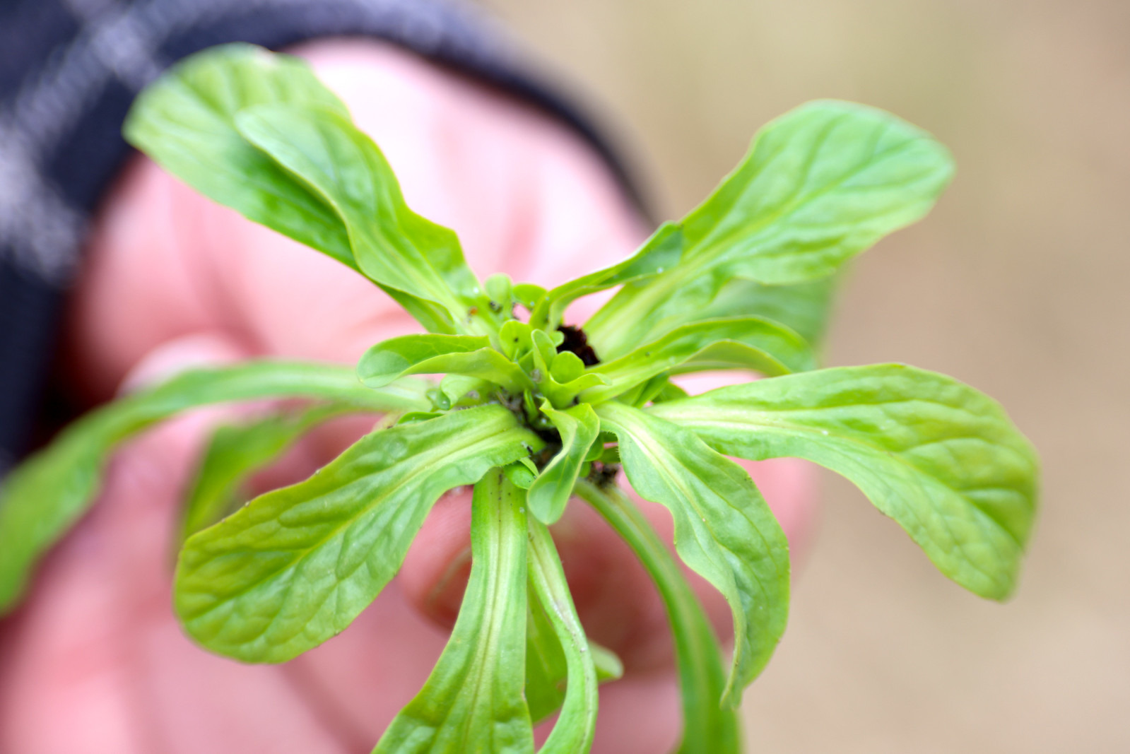 Lær selvforsyning med sanketur i Hornbæk