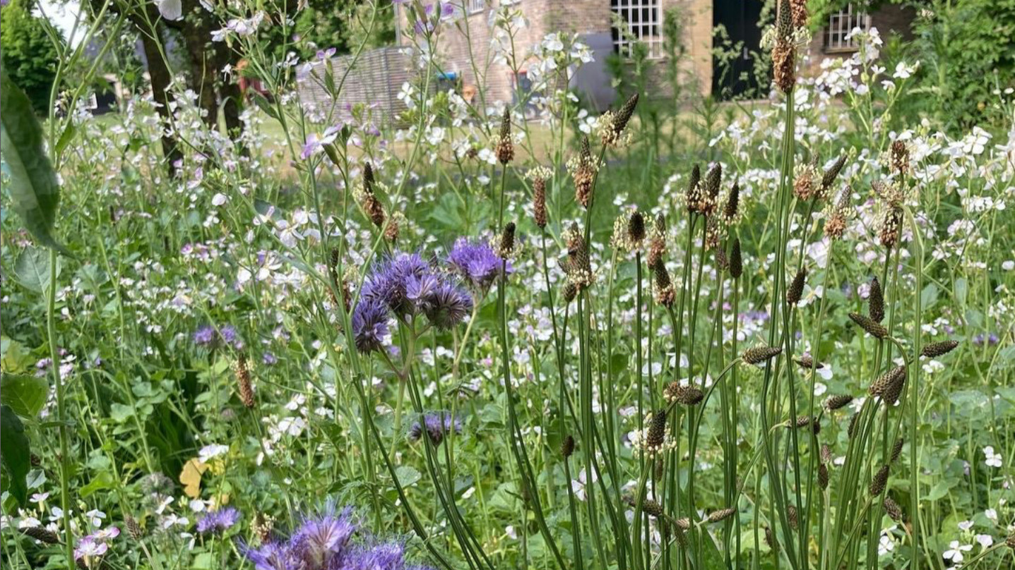 Har du planter du vil af med? Vi søger planter og træer til en genbrugshave på Roskilde Festival
