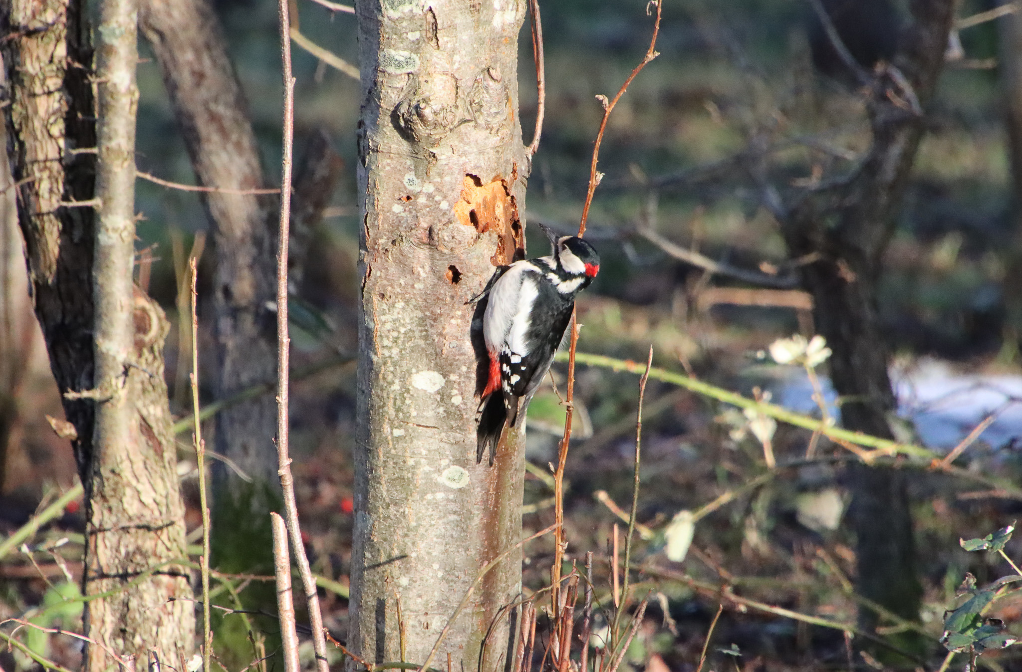 Oplev fuglene med Why Not Birds? i Ulvshale Skov, Møn